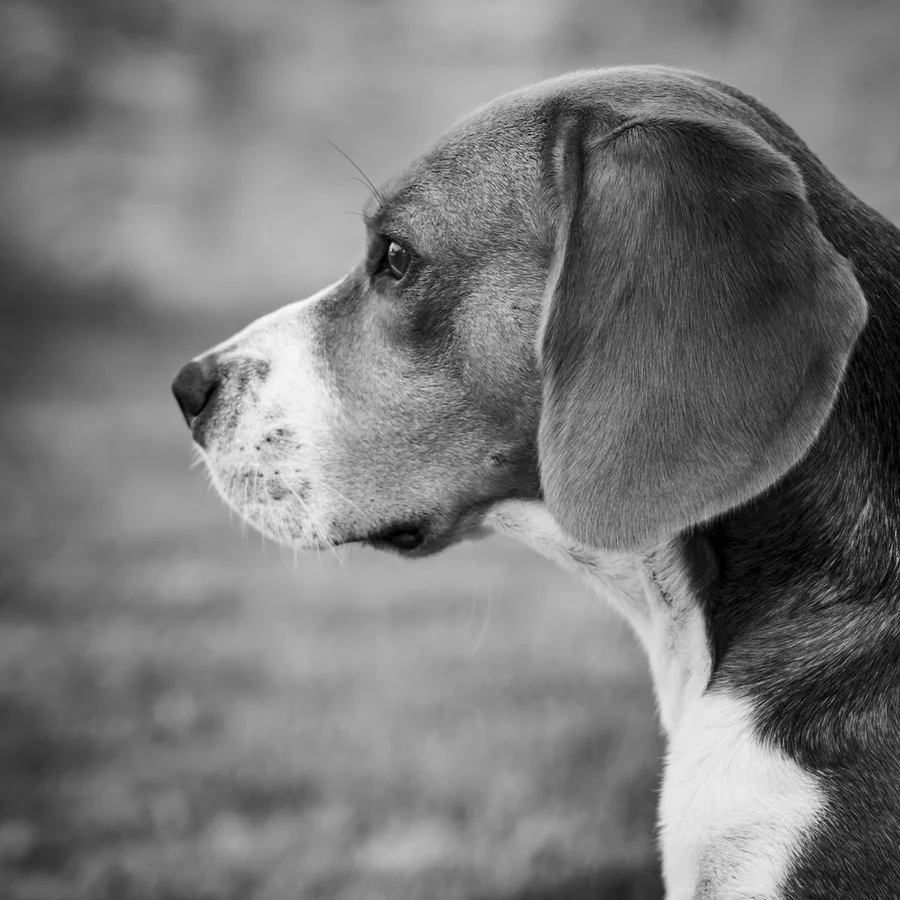 Contemplation Silencieuse